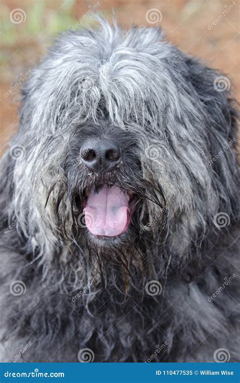 Large Gray Fluffy Scruffy Old English Sheepdog Newfie Type Dog Needs Groom Stock Image - Image ...