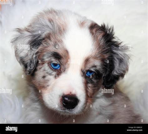 Mini Australian Shepherd Blue Merle