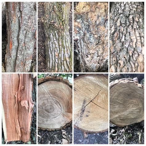 Tree Wood Identification App at Robert Motley blog