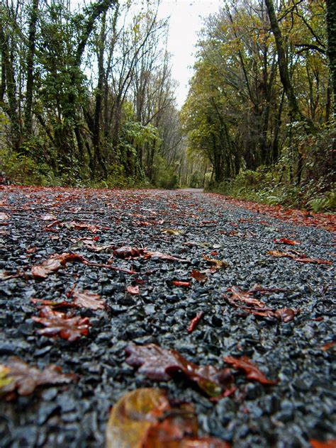 Images Gratuites : paysage, arbre, la nature, forêt, fleur, neige, plante, Prairie, feuille, gel ...