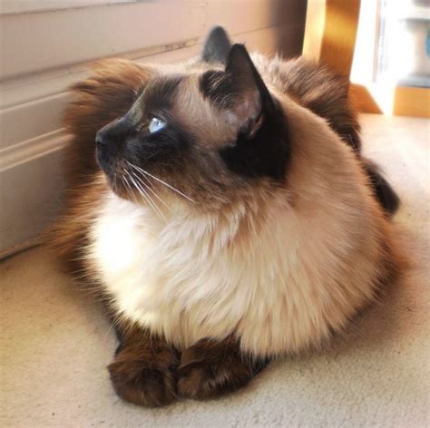 Descubre la genial raza de gato balinés #catbreeds | Balinese cat, Cat breeds, Cute cats