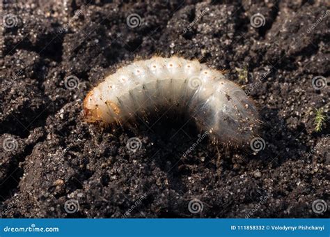 Larva of the May beetle. stock photo. Image of background - 111858332