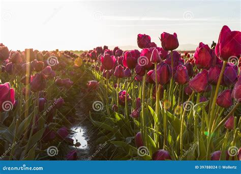 Tulips at sunrise stock photo. Image of large, april - 39788024