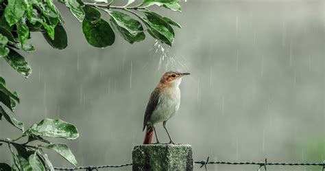 Rain Bird Wallpapers - Top Hình Ảnh Đẹp