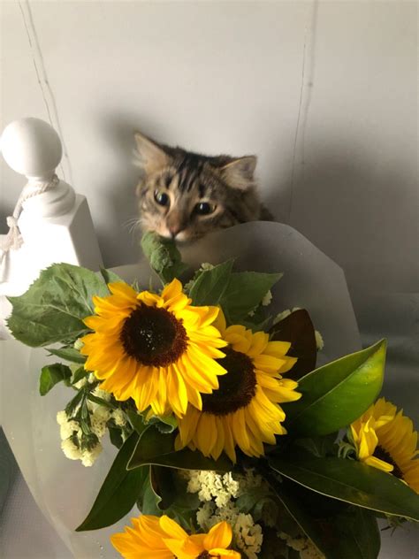 crazy cat 🌻 | Cat flowers, Sunflower wallpaper, Yellow flowers