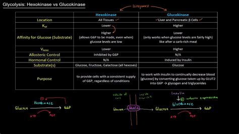 Glycolysis: Hexokinase vs Glucokinase [free sample] - YouTube