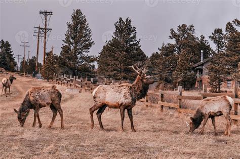 Elk Herd Stock Photos, Images and Backgrounds for Free Download