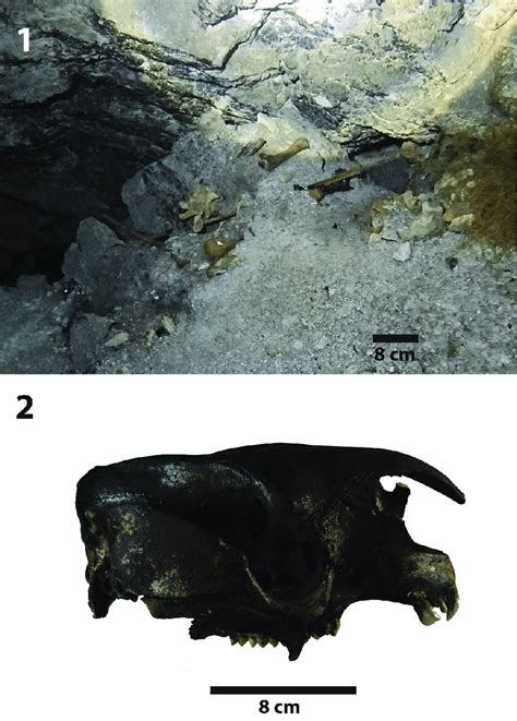 Examples of fossils from underwater caves. 1. Fossils lying on the ...