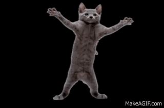 Stalking Cat Gif