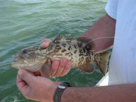 Grouper, Gag - South Atlantic Fishery Management Council