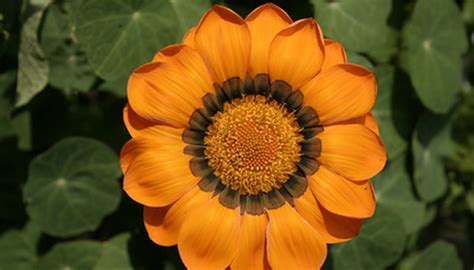 Types of Orange Flowers That Look Like Sunflowers | Garden Guides