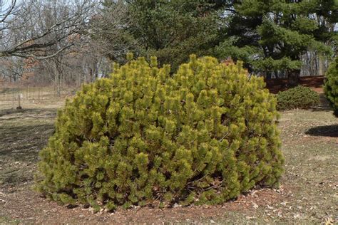 Visit My Garden: Dwarf Pines at the Arboretum