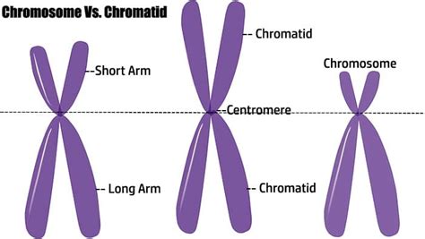 Difference Between Chromatin And Chromosomes