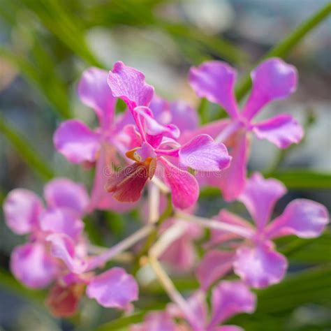 Malaysian Borneo Orchid Garden Stock Image - Image of botanical, magnification: 48527409