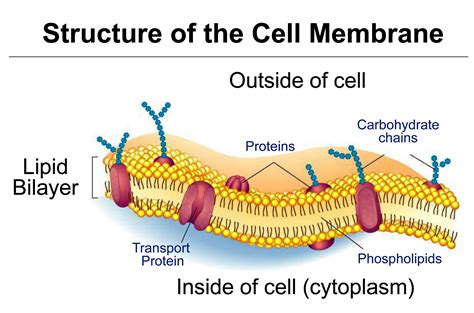 Plasma Membrane - Location, Structure Functions -Class 9 - CBSE Class ...