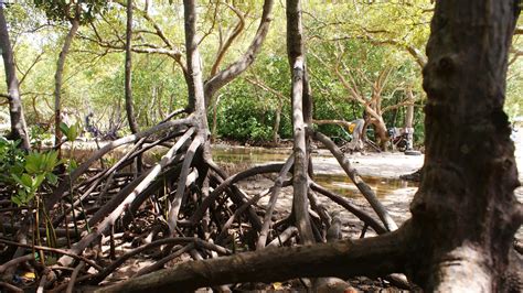 How mangrove forests helped stall environmental crime