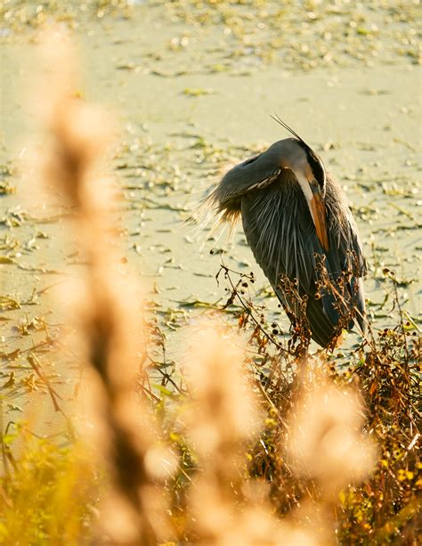 Sweetwater Wetlands — Friends of Nature Parks