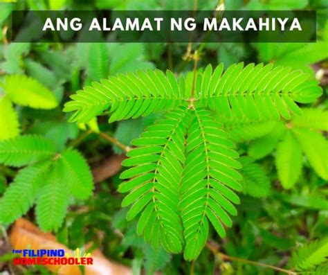 Ang Alamat ng Makahiya — The Filipino Homeschooler