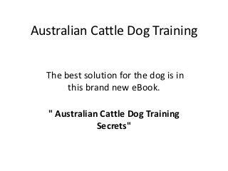 Australian Cattle Dog Training