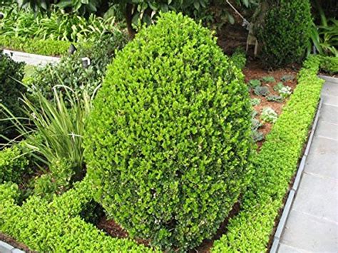 Boxwood ‘Wintergreen’ | Plant Profile – Sylvan Gardens Landscape Contractors