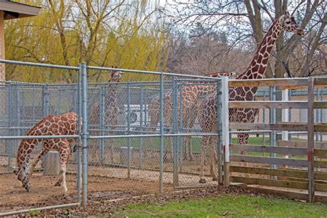 The Great Plains Zoo in Sioux Falls, South Dakota is a Family Fr Editorial Stock Photo - Image ...