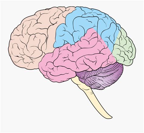 Lobes Of The Brain Blank Diagram , Free Transparent Clipart - ClipartKey