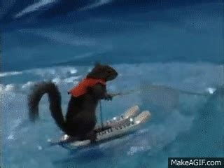 Twiggy the Water Skiing Squirrel on Make a GIF