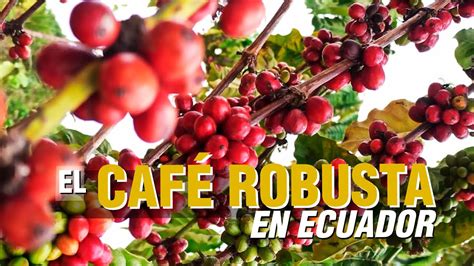 De aur casă tată cafe robusta pierde Pin rană