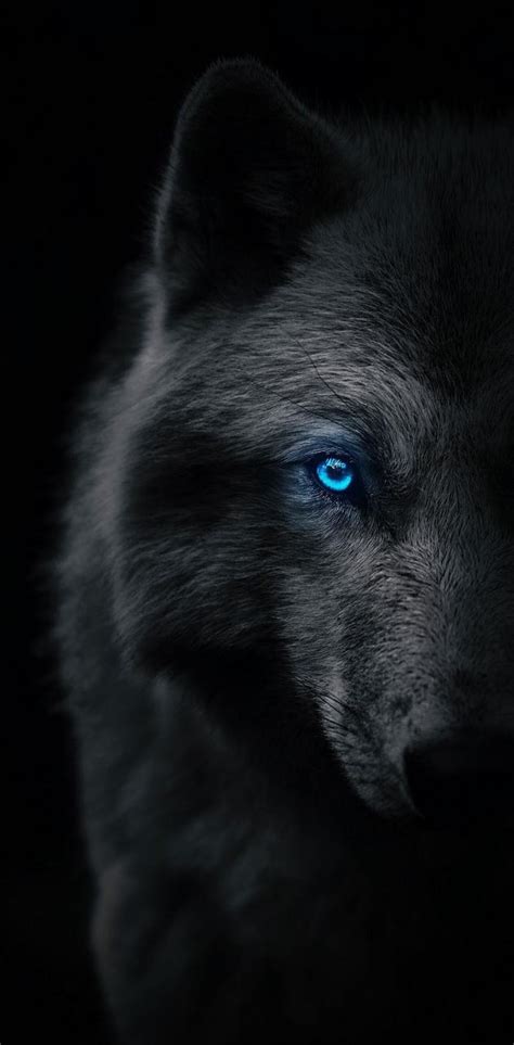 Dark Wolf Eyes Wallpapers - Top Free Dark Wolf Eyes Backgrounds ...