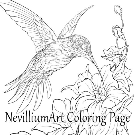 Hummingbird Flight Coloring Page Nevilliumart Instant - Etsy Australia