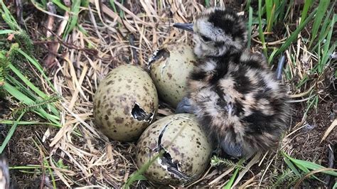 Pleas to save New Forest ground-nesting birds - BBC News