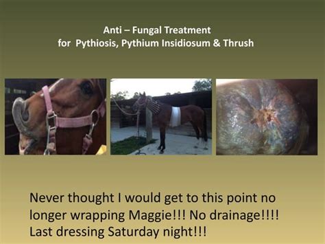 Pythiosis Treatment Before and After Results