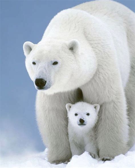 Bebe Ours Blanc Mignon - Polar Bears International ...