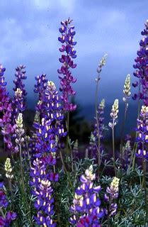Lupine Heaven | Can you ever get enough lupine? I don't thin… | Flickr