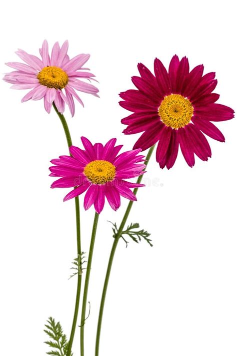 Flowers of Pyrethrum, Isolated on White Background Stock Photo - Image of insecticide, fragrant ...