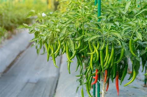 Premium Photo | Green chili pepper plant on field agriculture in garden.