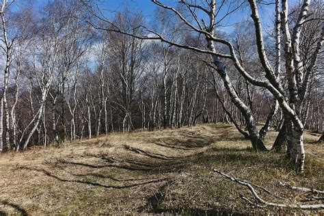 Bosco di betulle | JuzaPhoto