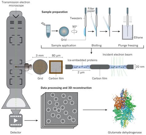 What to Expect | High Resolution Macromolecular Cryo-Electron Microscopy