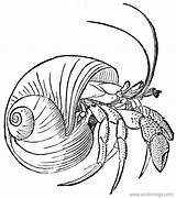 Realistic Hermit Crab Coloring Page  XColoringscom sketch template