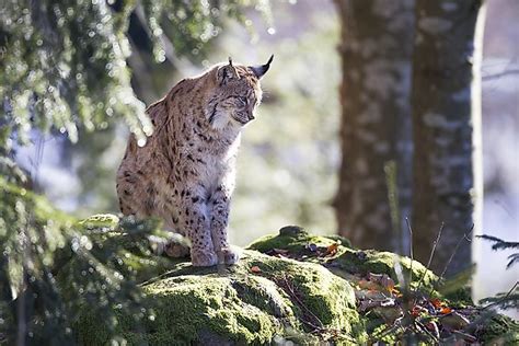 The Three Wild Cats Found In Europe - WorldAtlas.com