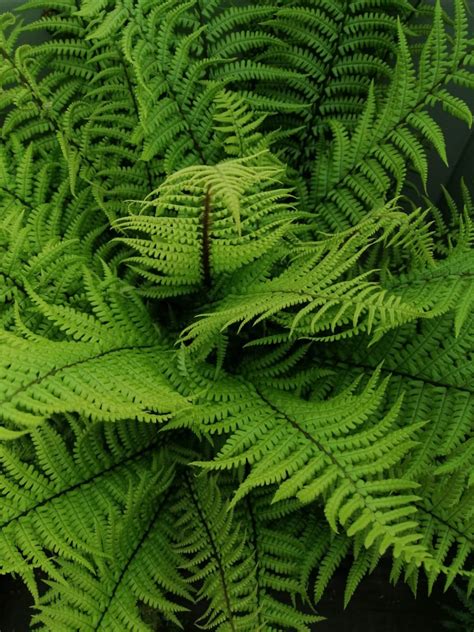 Dryopteris affinis - Alchemy Ferns York