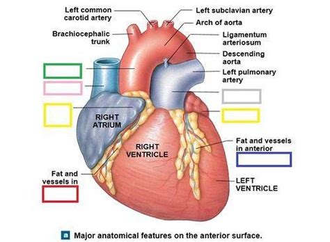 Pictures Of Atrial Appendage (auricle)Healthiack