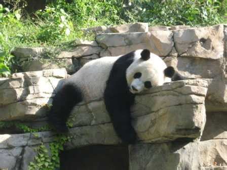 Washington DC Family Vacations and Reviews: Smithsonian National Zoo