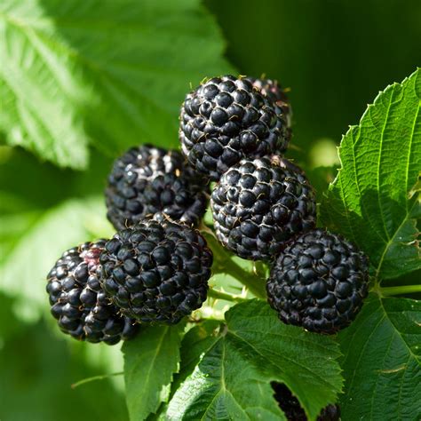 Black Raspberry Bushes for Sale | BrighterBlooms.com