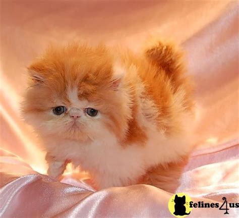 Persian Orange #2 | Persian Cat Rescue Orange County California | Persian kittens, Persian ...