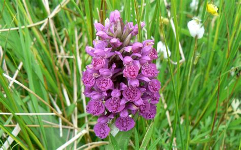 A Kilchoan Diary: Wild Orchids