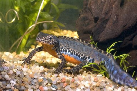 Alpine newt stock image. Image of blue, water, amphibian - 1003691