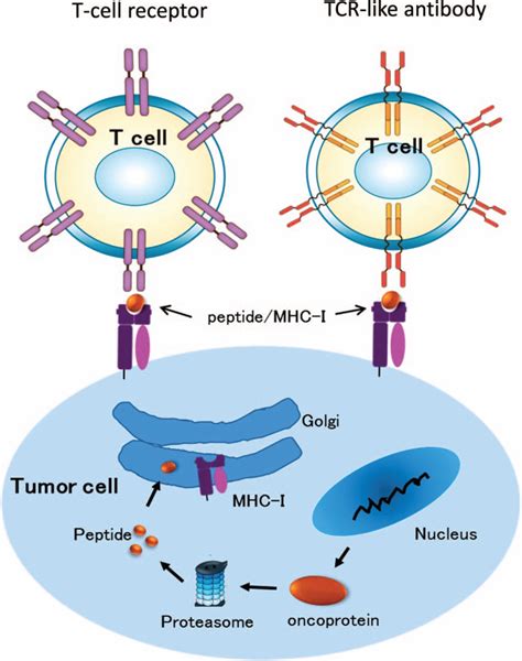 Novel chimeric antigen receptor T cells based on T-cell rece... : Blood ...