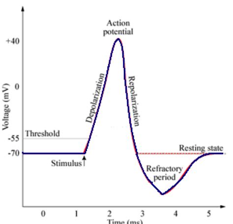 EXCITABLE TISSUE ELECTROPHYSIOLOGY ANAESTHESIA TUTORIAL OF THE WEEK 173 : WFSA - Resources