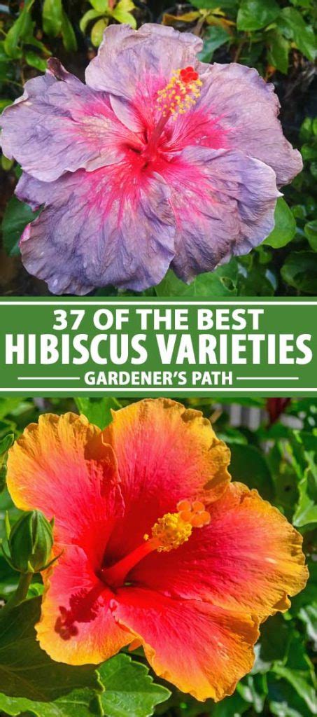 37 of the Best Hibiscus Varieties | Gardener's Path